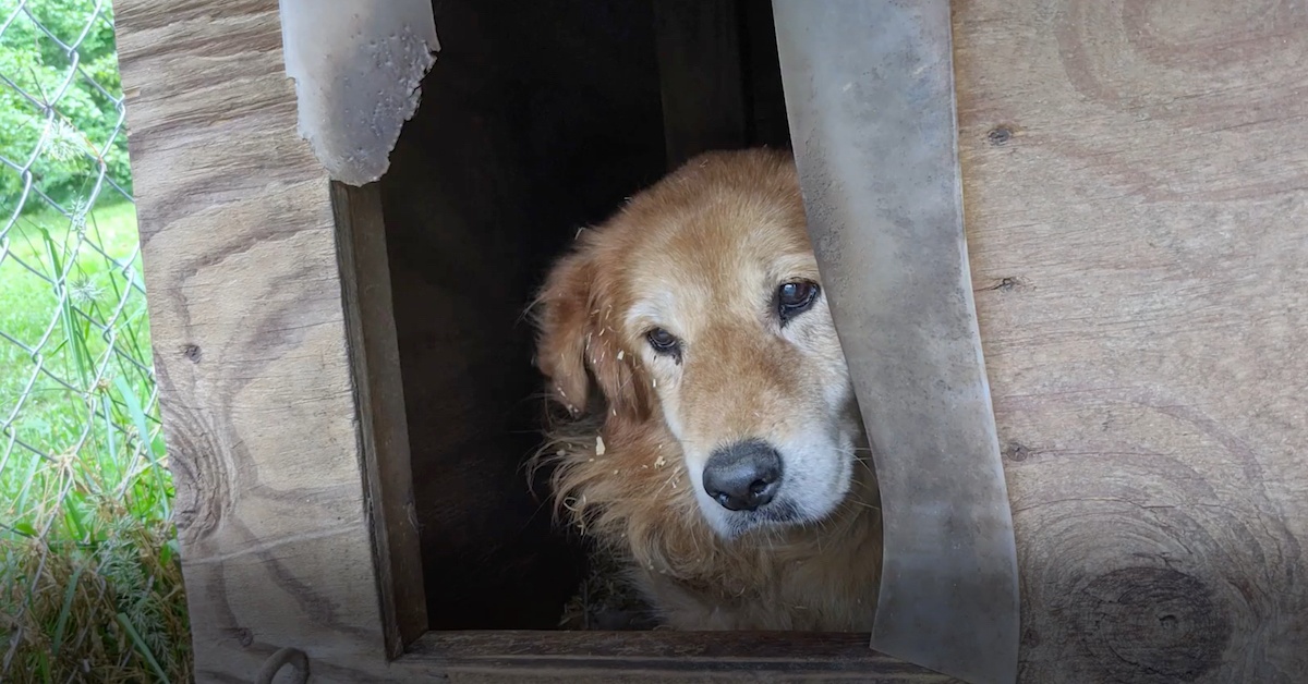 La triste storia di Mingo, un anziano cane trascurato dalla sua famiglia