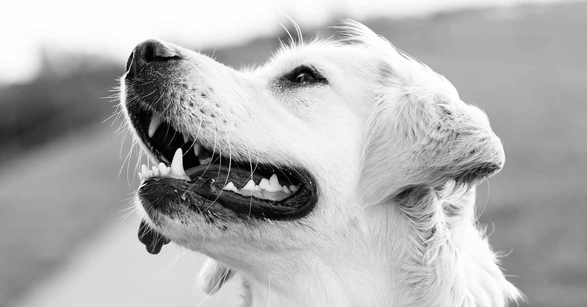 Morto Gerry, il cane che a Modena trovava le persone scomparse