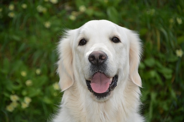 Cane bianco Golden Retriever