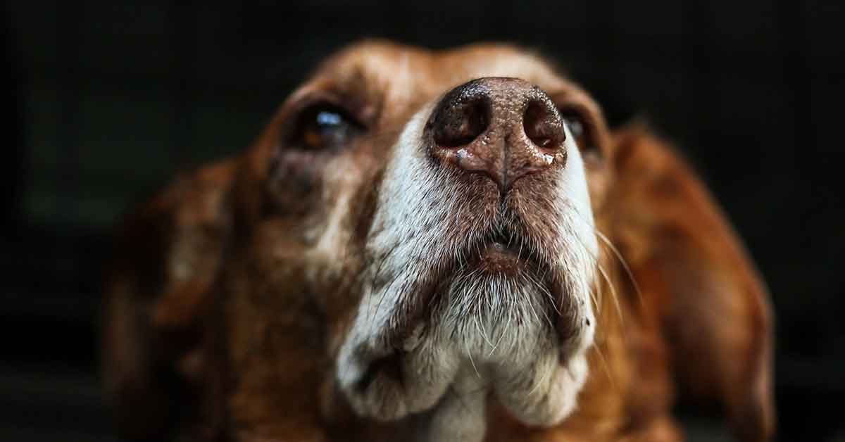 Motociclista investe un cane