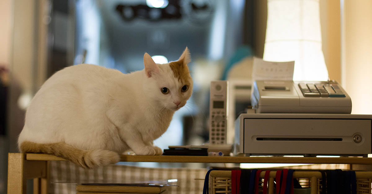 Neko Caffè, le caffetterie rilassanti dove i protagonisti sono i gatti