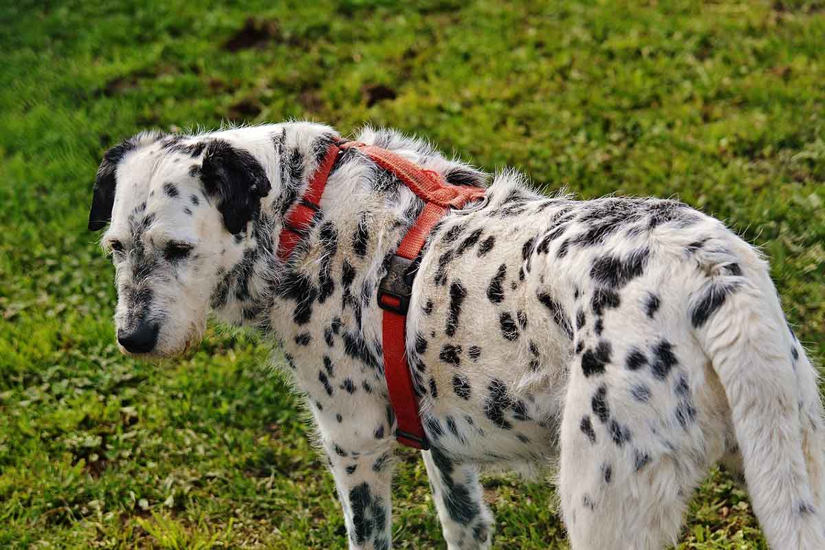 Cane investito e ucciso