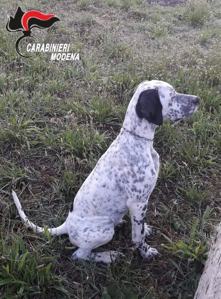 Animale morto in strada nel modenese