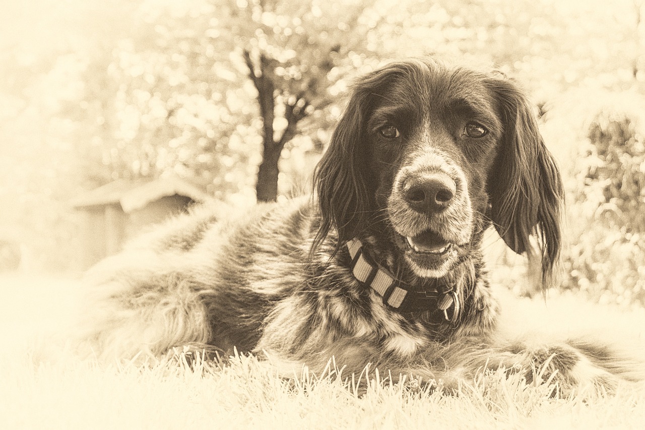 Cagnolino di razza Pointer