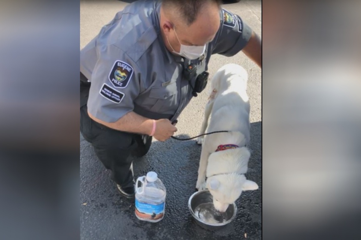 poliziotto salva cane