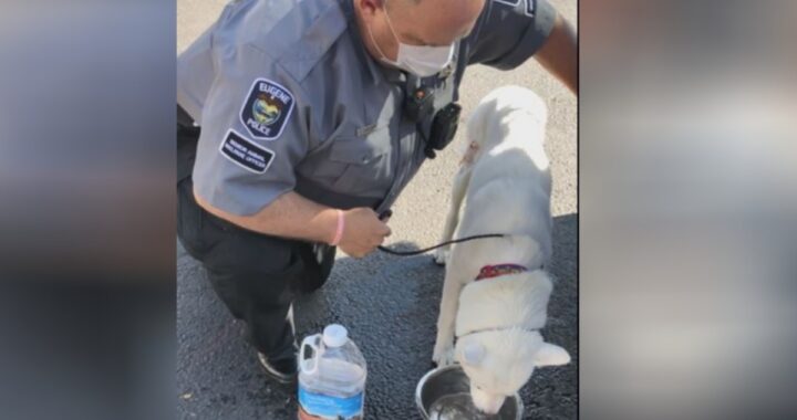 poliziotto salva cane