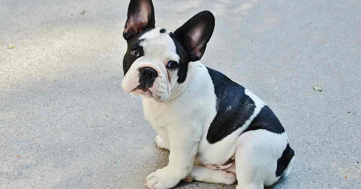 Cane con la zampa rotta abbandonato