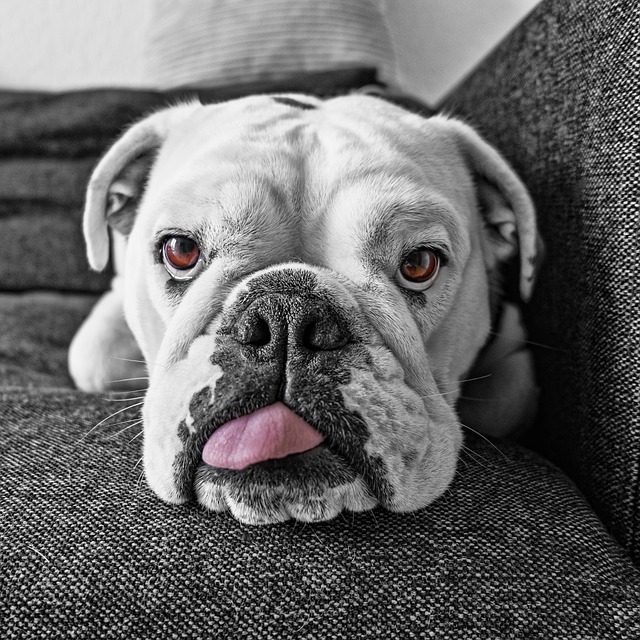 Bulldog abbandonato