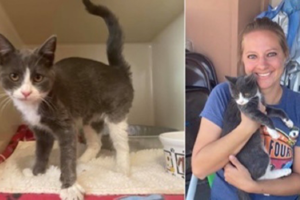 La riunione tra la gattina Rebecca e la sua famiglia umana