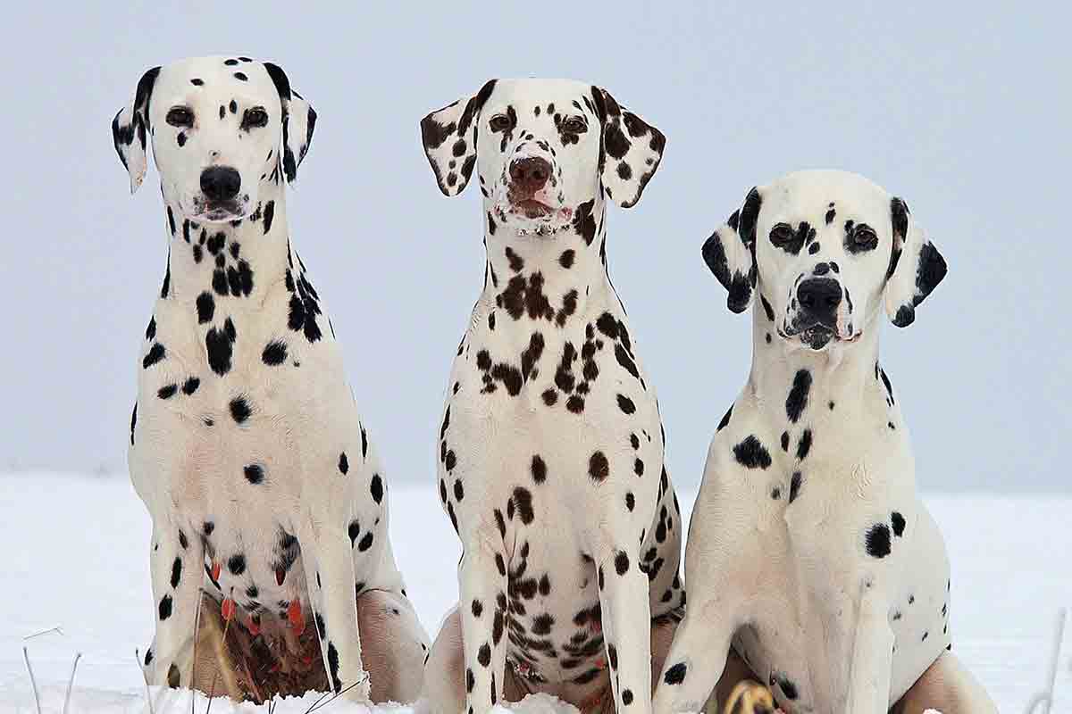 Cani di razza Dalmata