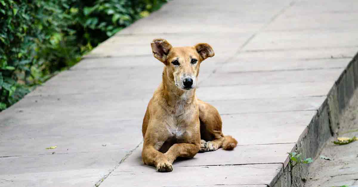 Gratis i pasti ai cani randagi