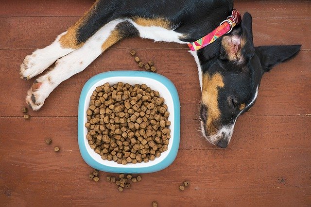 Cibo per cani in ciotola