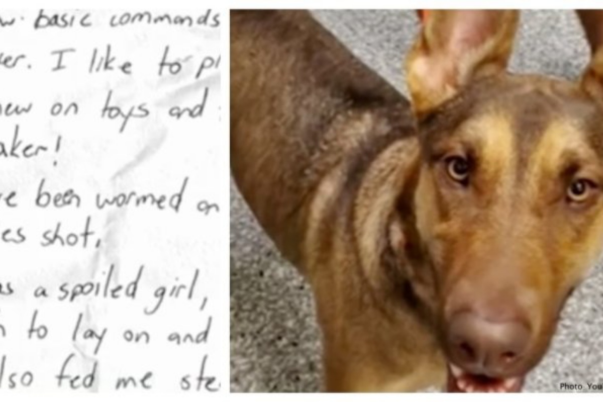 Rodie il cane abbandonato a causa della pandemia: ora cerca casa