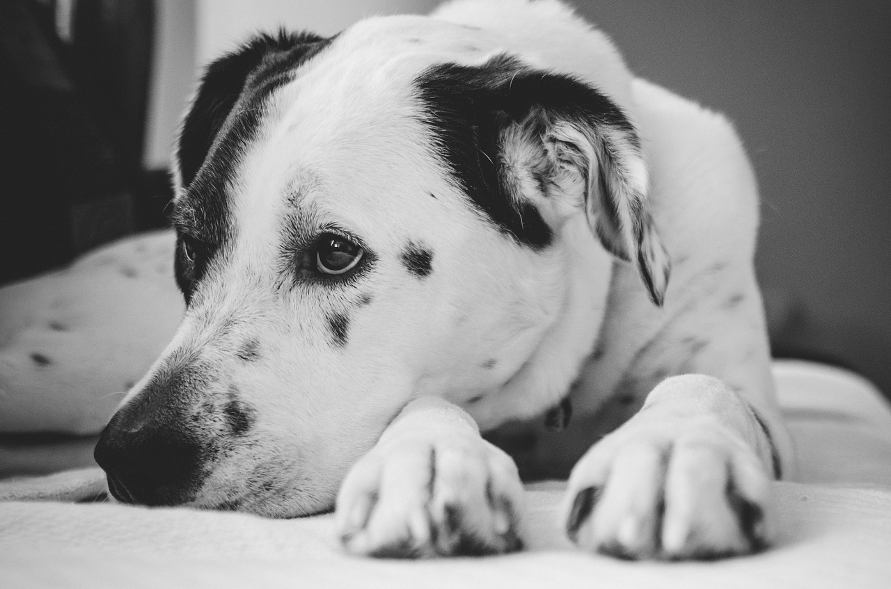 Il salvataggio di un povero cagnolino