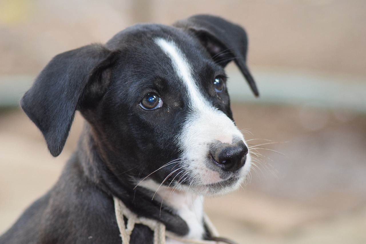 Il  cane senza famiglia