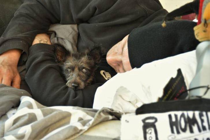 Il cagnolino rubato al senzatetto