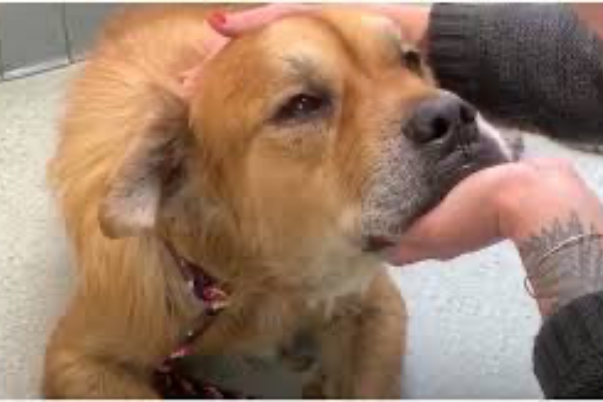 La storia di Earl, il cane adottato quando era anziano