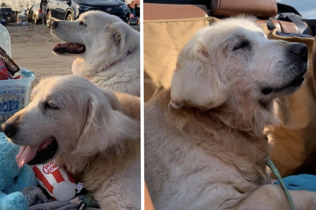 La storia di Theo: il cane con un cancro terminale