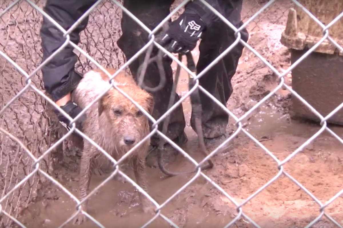 La trasformazione di Coconut, il cane traumatizzato