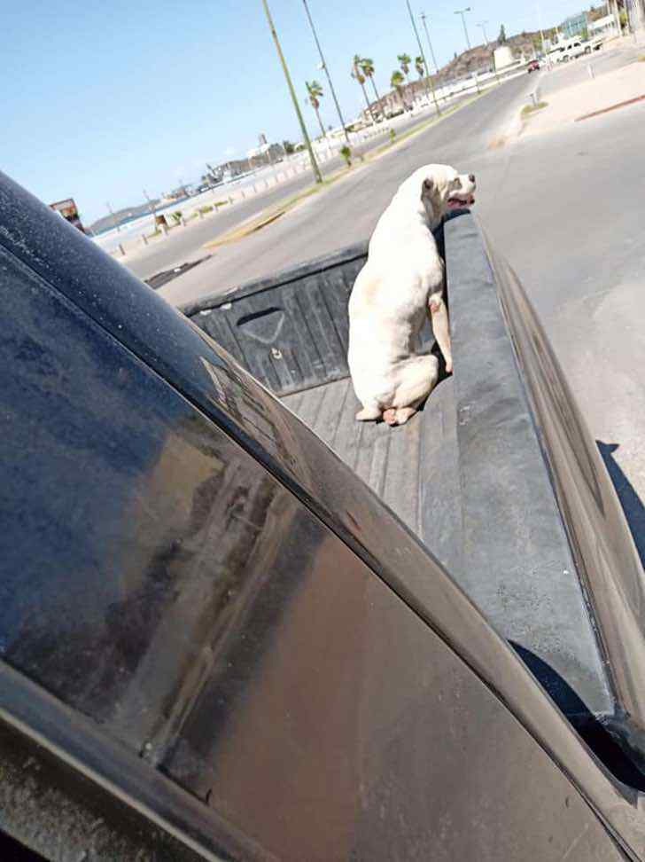 Il cane Boxer di nome Mase