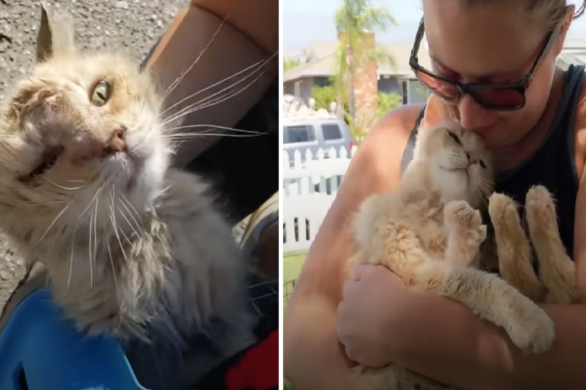 La trasformazione del gatto chiamato Valentino: ha trovato una famiglia