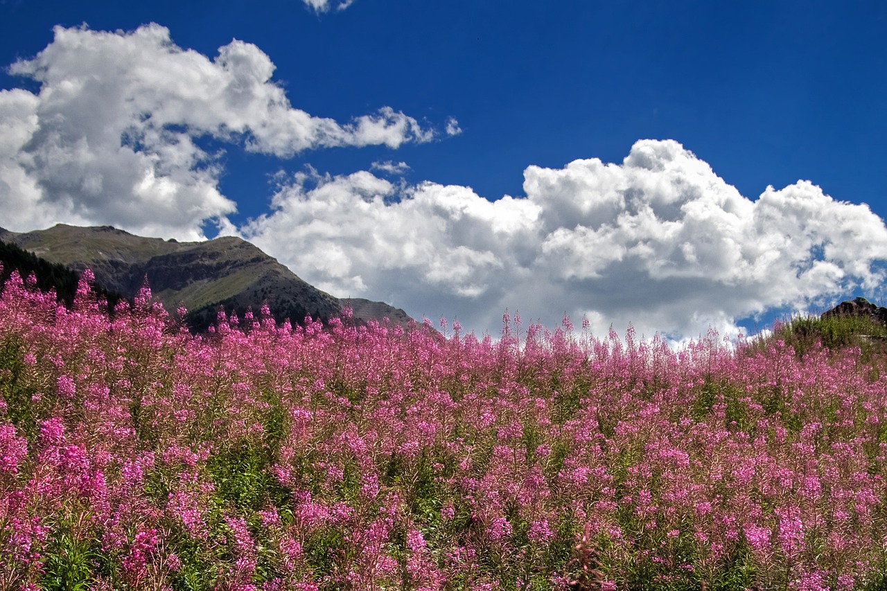 valle-aosta-fioritura