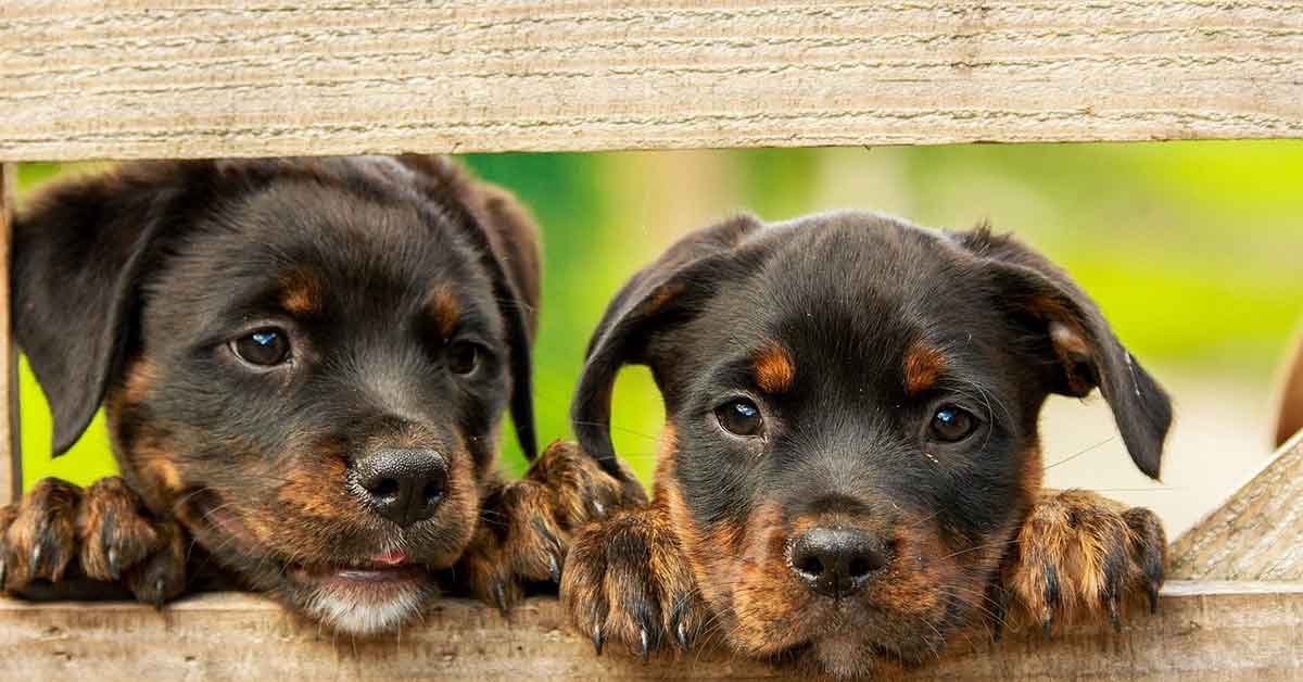 salvare il cane e i cuccioli