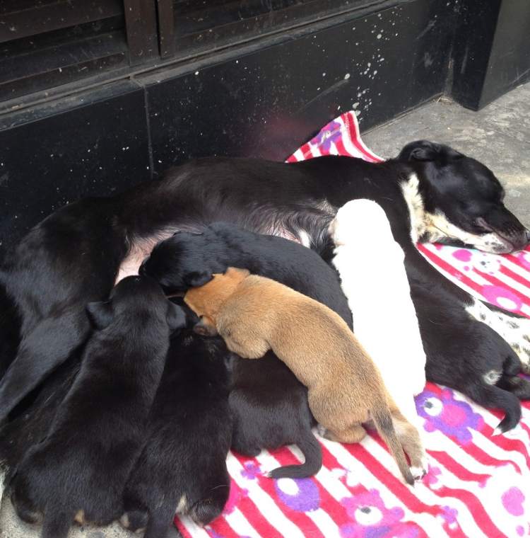 Cucciolata di cani appena nati