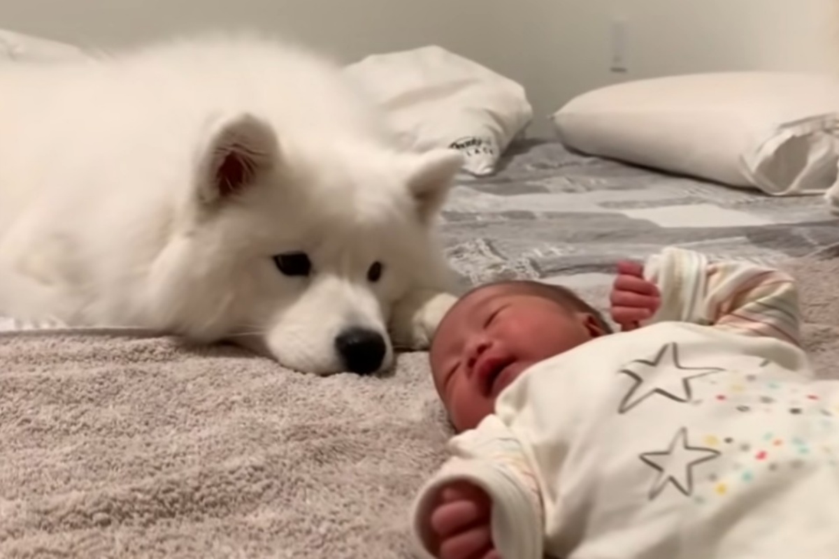 Il legame tra Woojoo il cane e la piccola Onneu