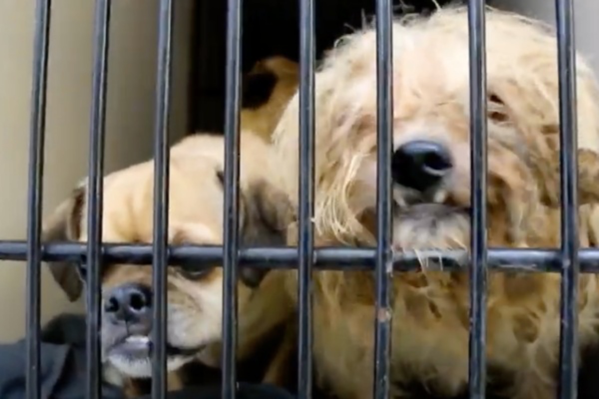 34 cani liberati