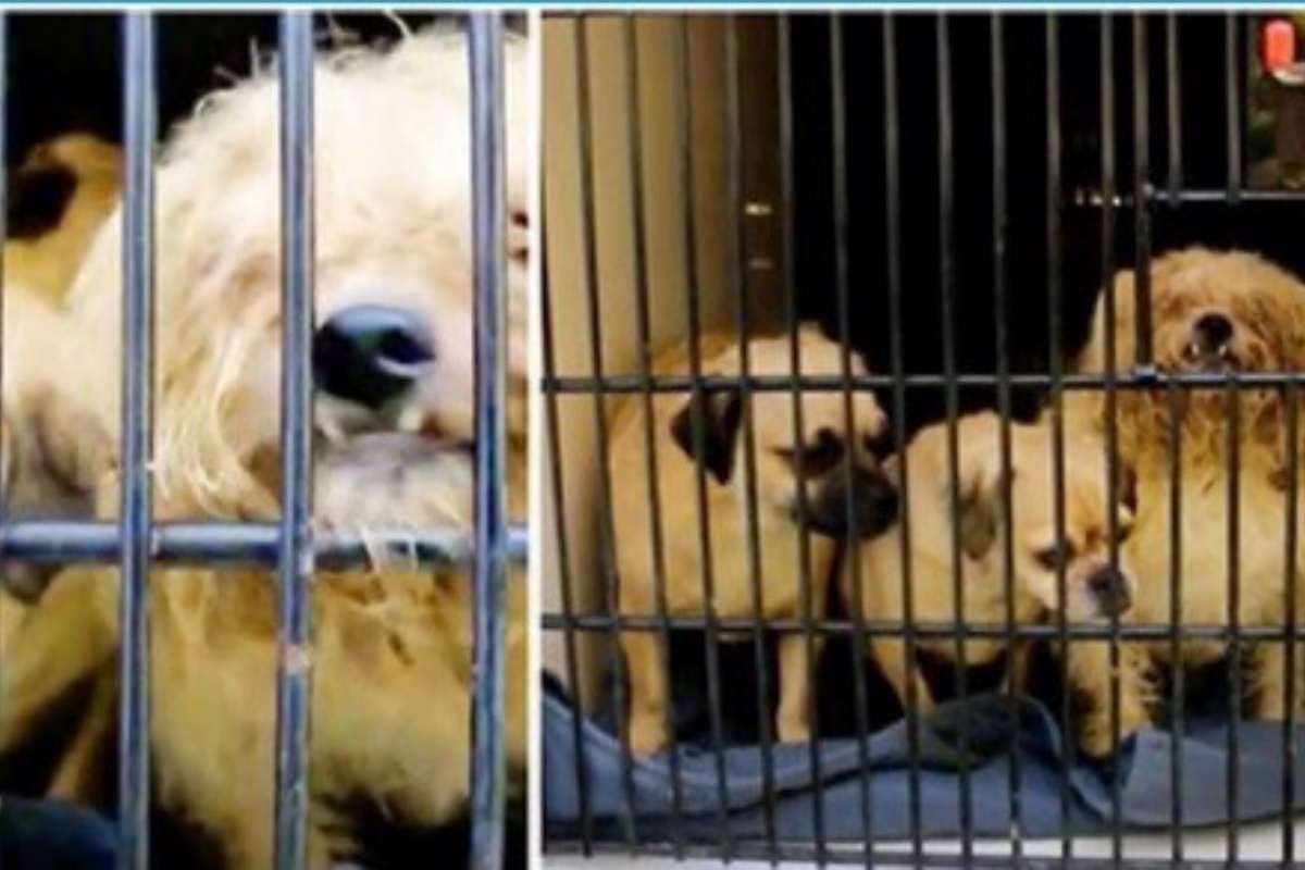 Il salvataggio di 34 cani in gravi condizioni: arrestata una coppia