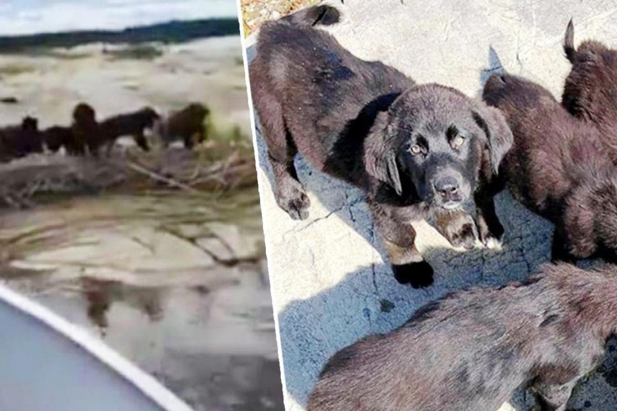 Abbandonati 7 cuccioli su un’isola deserta: il salvataggio