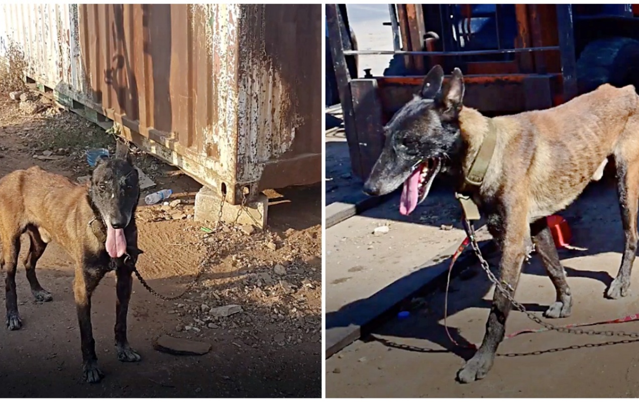 La storia di Arrow, un cane trovato incatenato ad un cassonetto
