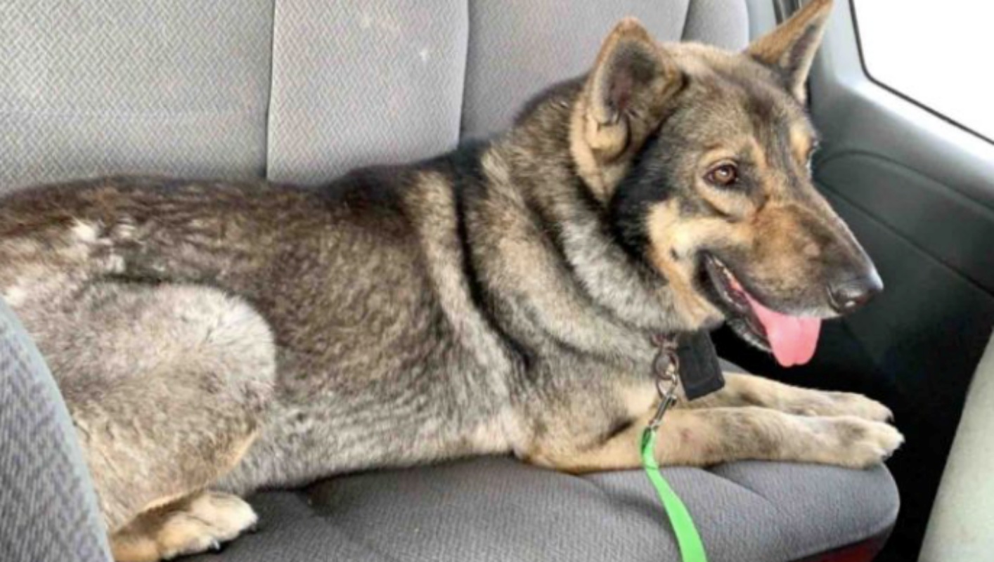 Bear il cane avvelenato