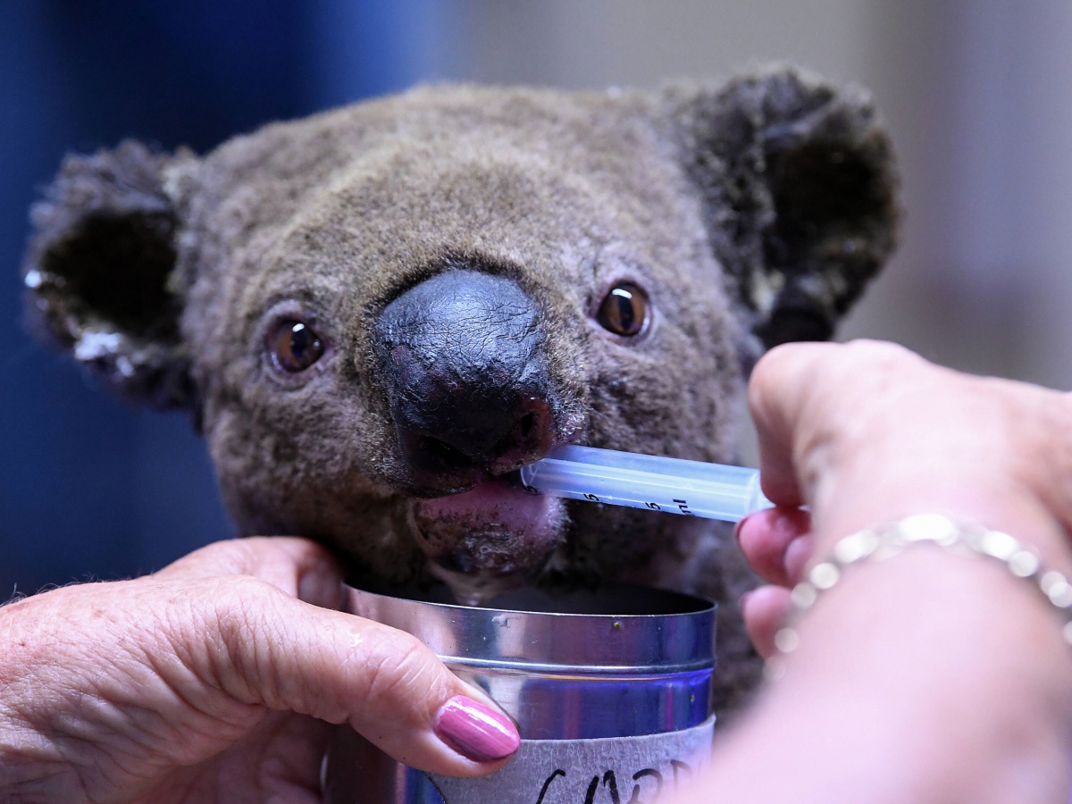 Bear e il salvataggio dei koala