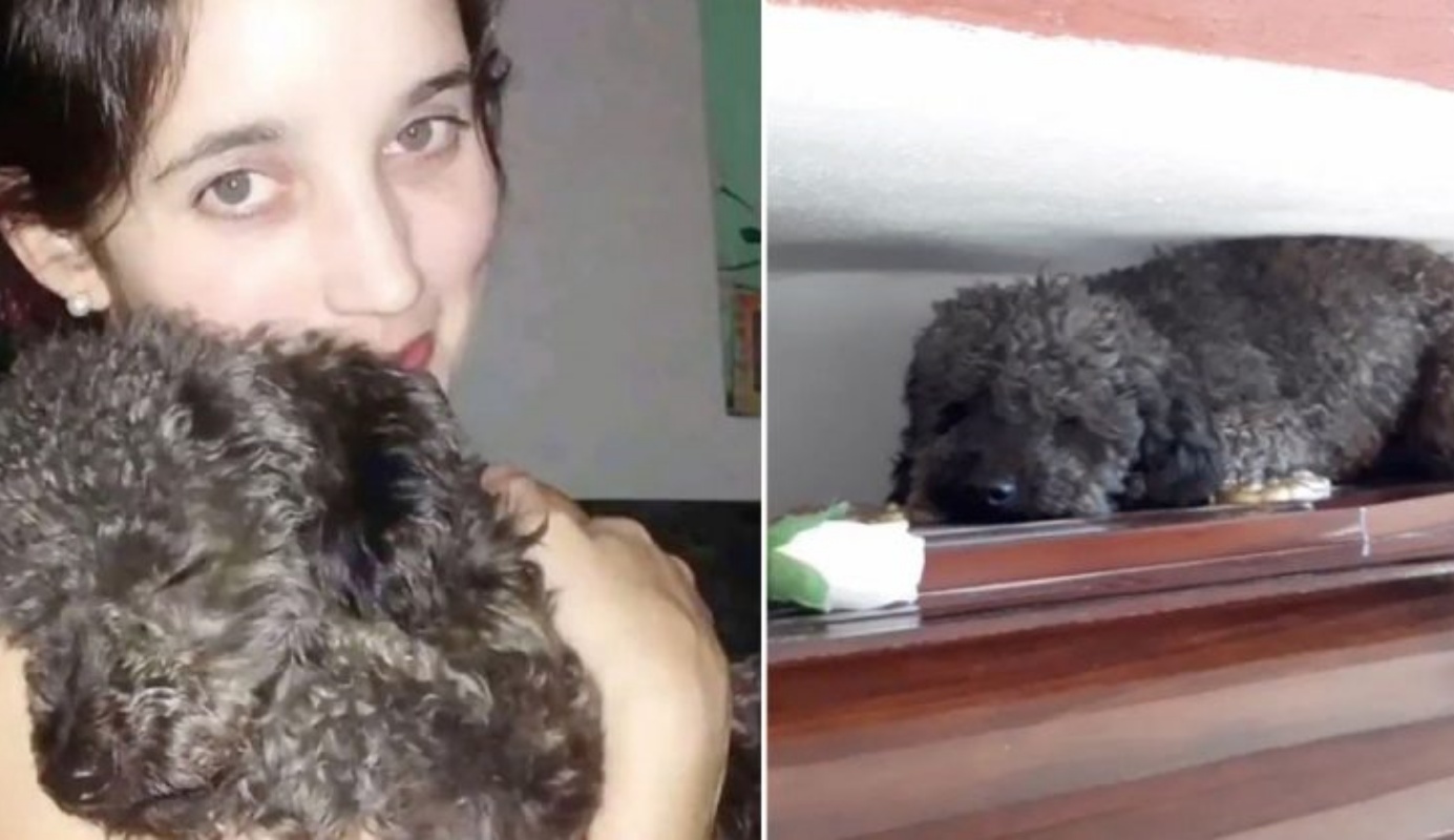 Benito, il cane che continua ad andare sulla tomba della sua mamma