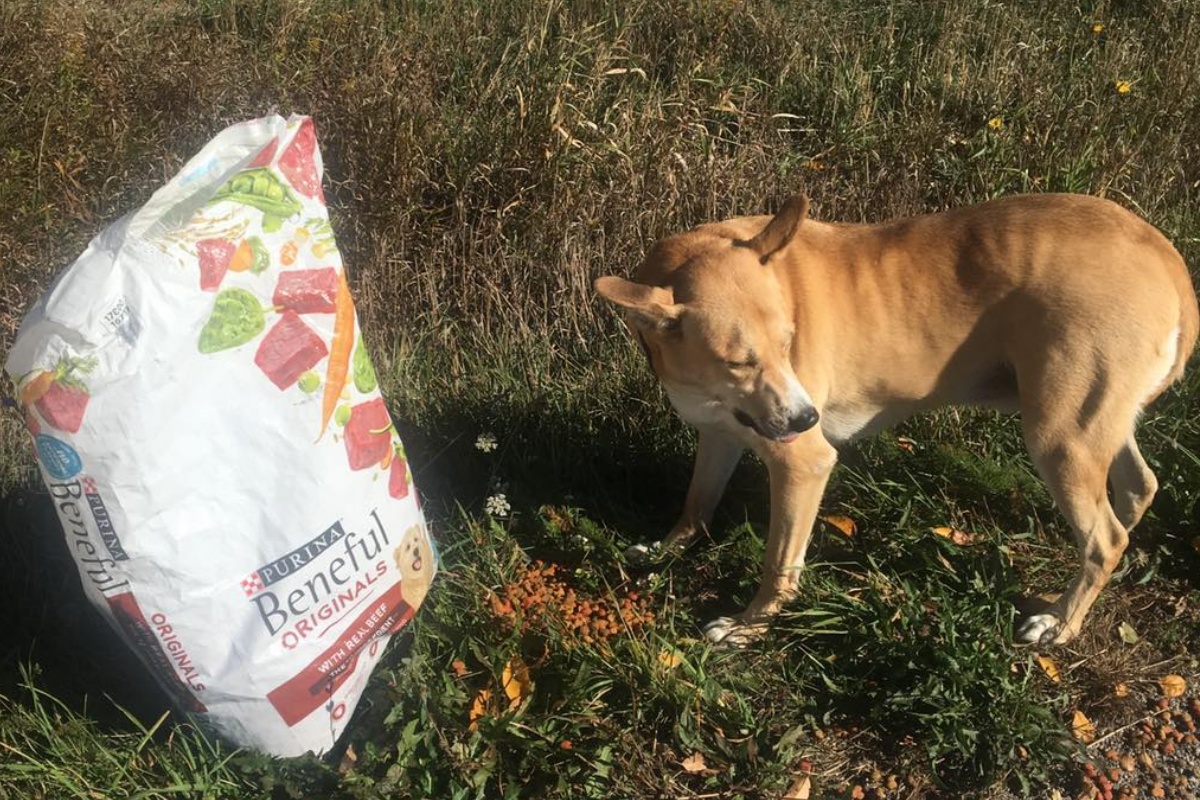 Cane abbandonato insieme alle sue crocchette