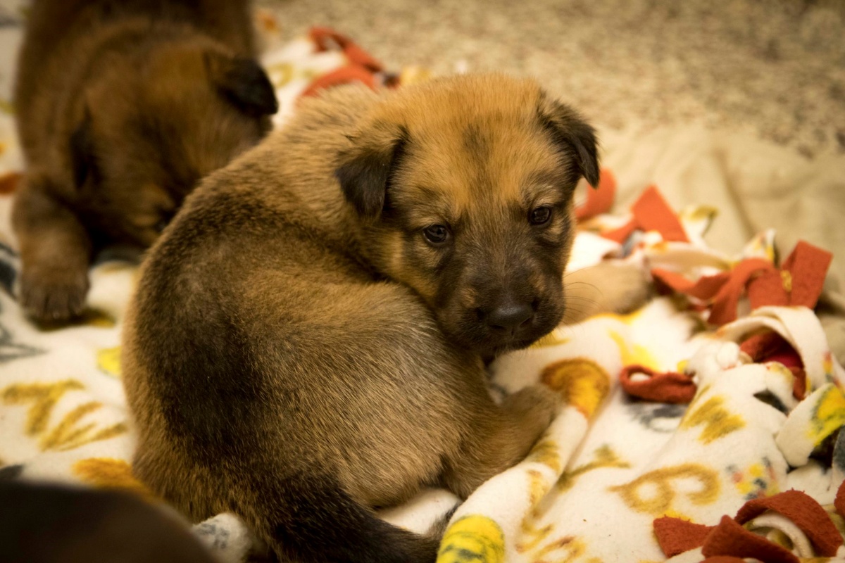 Cuccioli intrappolati in una buca