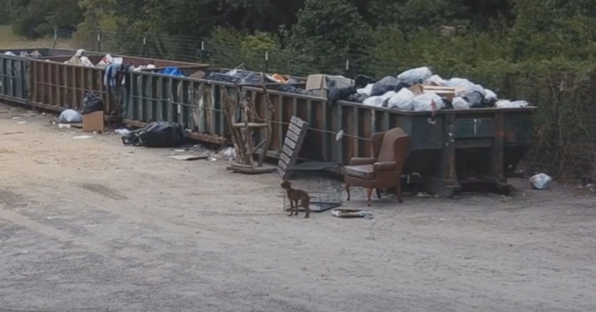 Cucciolo abbandonato vicino ad un cassonetto