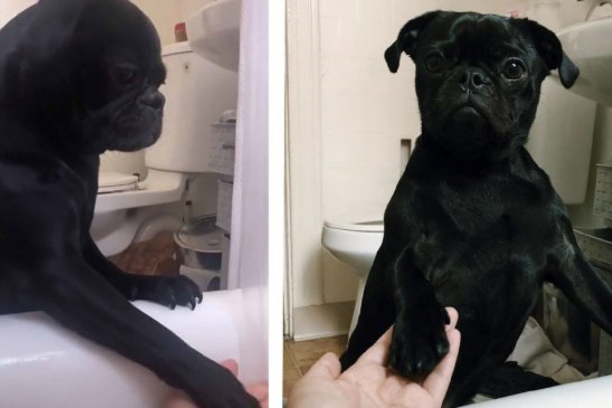 Diego, il cane che supporta la sua mamma durante il bagno