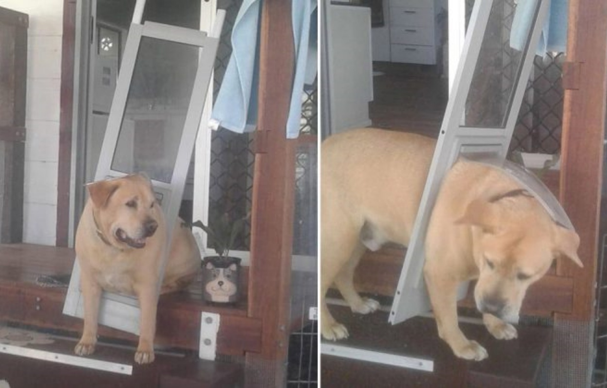 Drax, il cane costretto a mettersi a dieta dopo un piccolo inconveniente