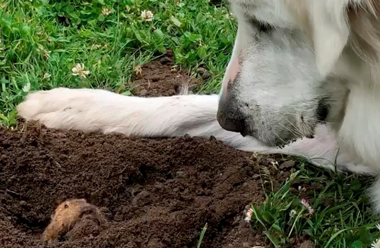 Il video di Fiona