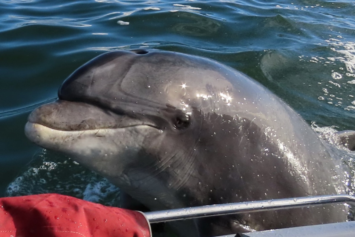 La scomparsa del delfino Fungie