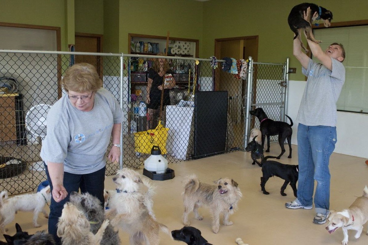 Donna compie un furto di cibo per cani