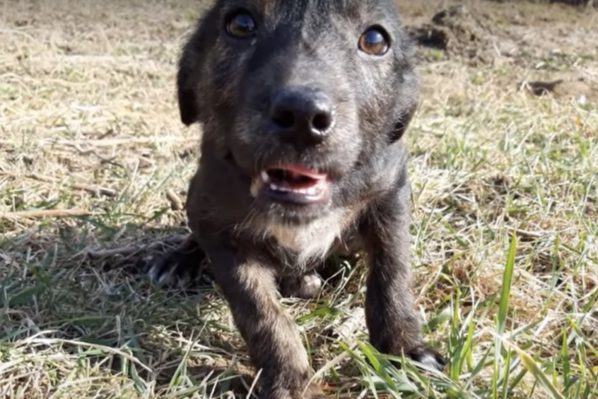 La storia del cagnolino Gio