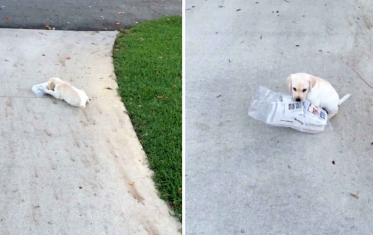 Grace e la lotta con il giornale della domenica mattina