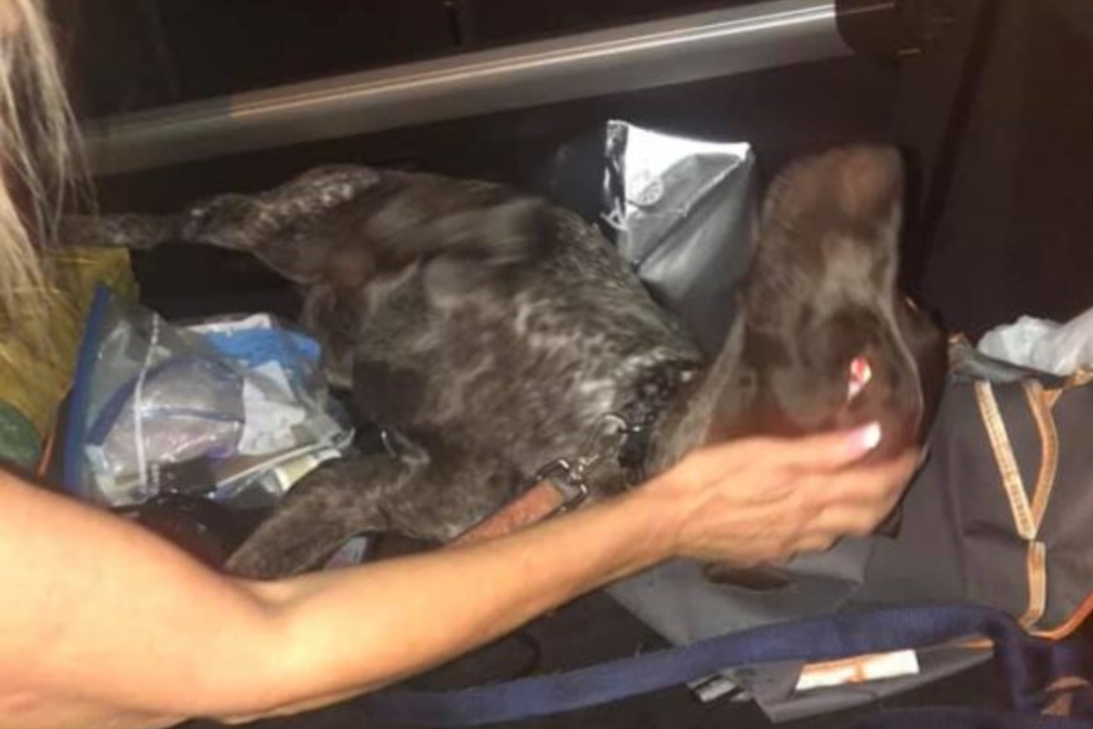 Gunner, il cagnolino rubato insieme all'auto