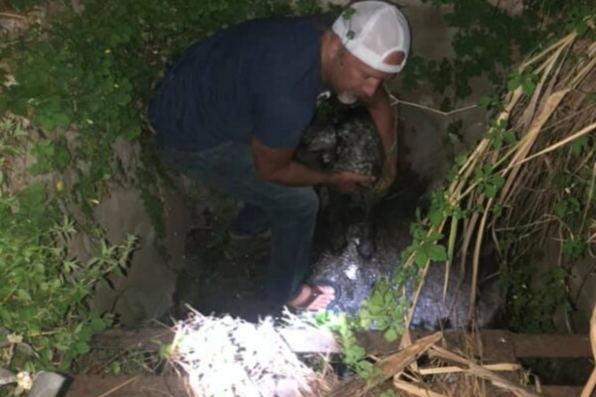 Il rapimento del cane Gunner, lasciato solo in macchina per pochi secondi