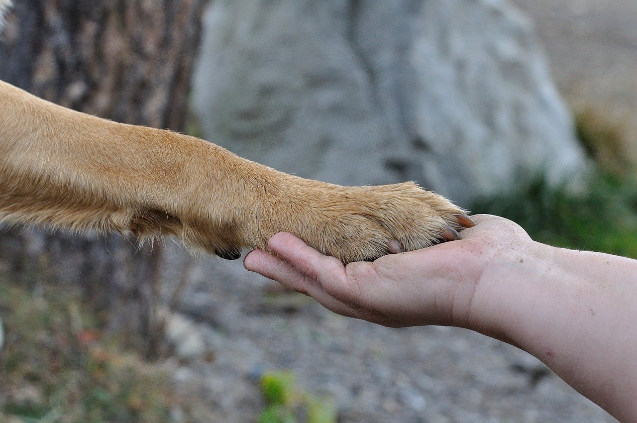 salvataggio del cucciolo in difficoltà