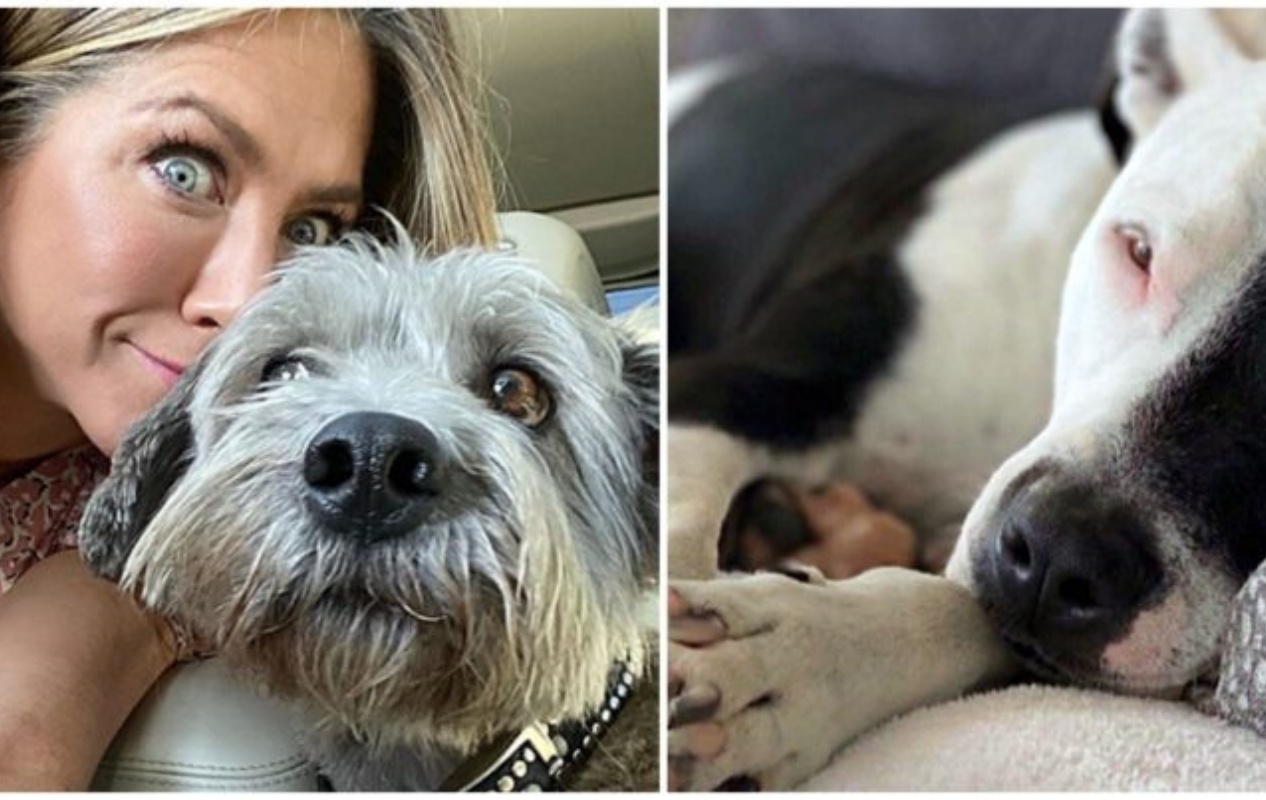 Jennifer Aniston e il nuovo cucciolo